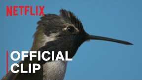 Hummingbirds from Life in Color with David Attenborough | Netflix