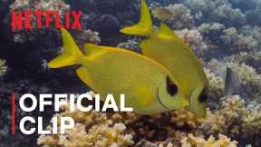 Damselfish from Life in Color with David Attenborough | Netflix
