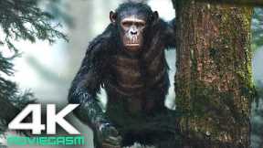 Kingdom Of The Planet Of The Apes (2024) 4K UHD | New Upcoming Movies
