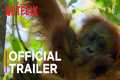 Secret Lives of Orangutans | Official 